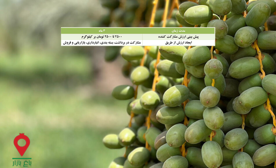 خرما کلوته جیرفت - مشارکتی