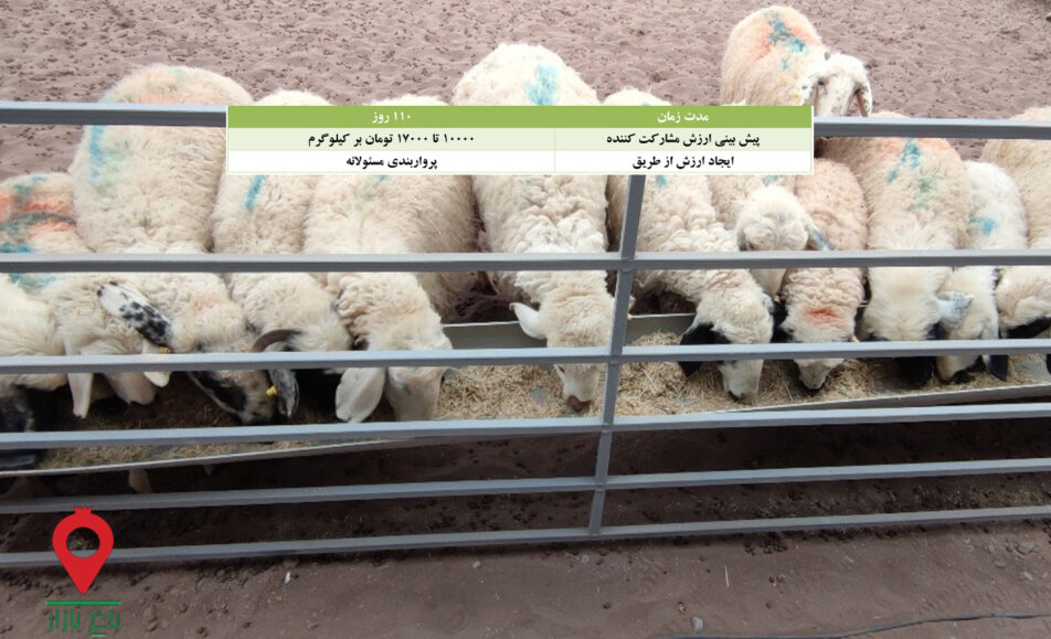 پروار بندی بره بلوچی - مشارکتی