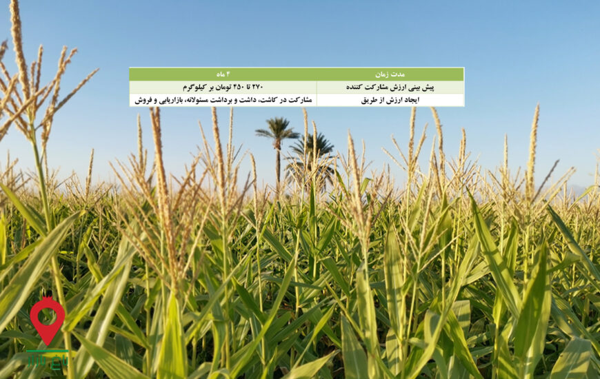 ذرت علوفه تابستانه جیرفت - مشارکتی