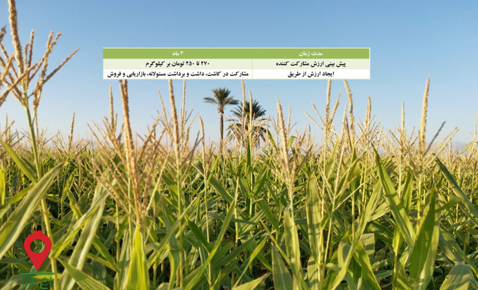 ذرت علوفه تابستانه جیرفت - مشارکتی