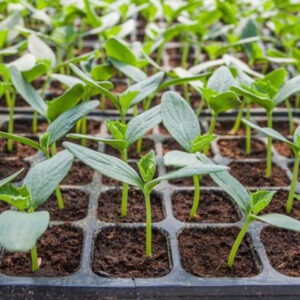 باغ بازار نشا خیار گلخانه ای - مشارکتی