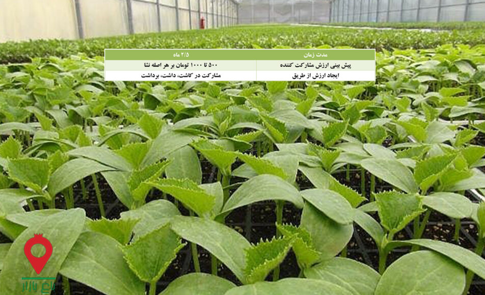 باغ بازار نشا خیار گلخانه ای - مشارکتی