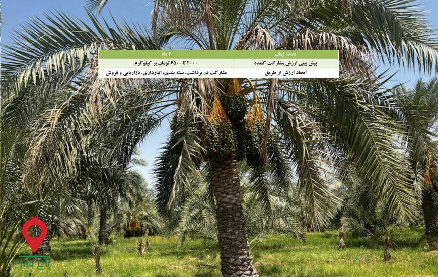 خرما مضافتی جیرفت-مشارکتی