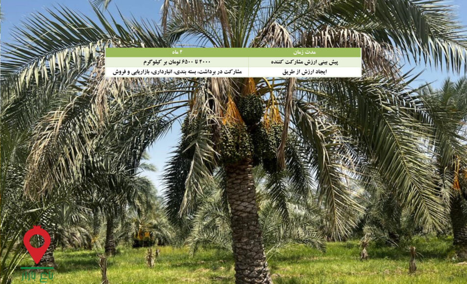 خرما مضافتی جیرفت-مشارکتی