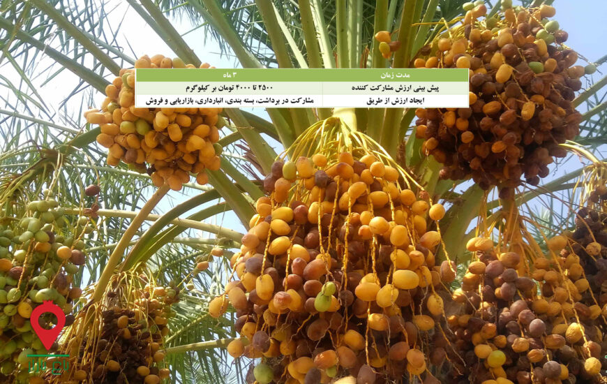 خرما مرداسنگ جیرفت-مشارکتی