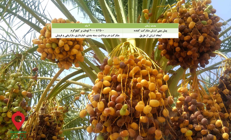 خرما مرداسنگ جیرفت-مشارکتی