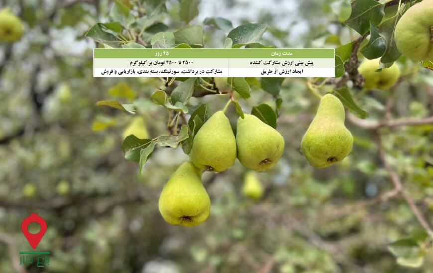 باغ بازار گلابی - مشارکتی