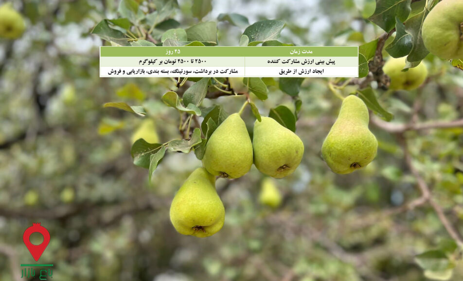 باغ بازار گلابی - مشارکتی