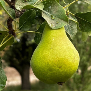 باغ بازار گلابی - مشارکتی