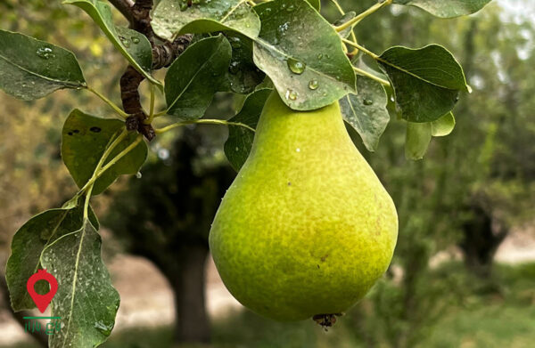 باغ بازار گلابی - مشارکتی