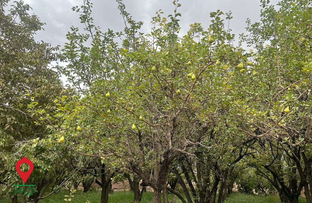 باغ بازار گلابی - مشارکتی