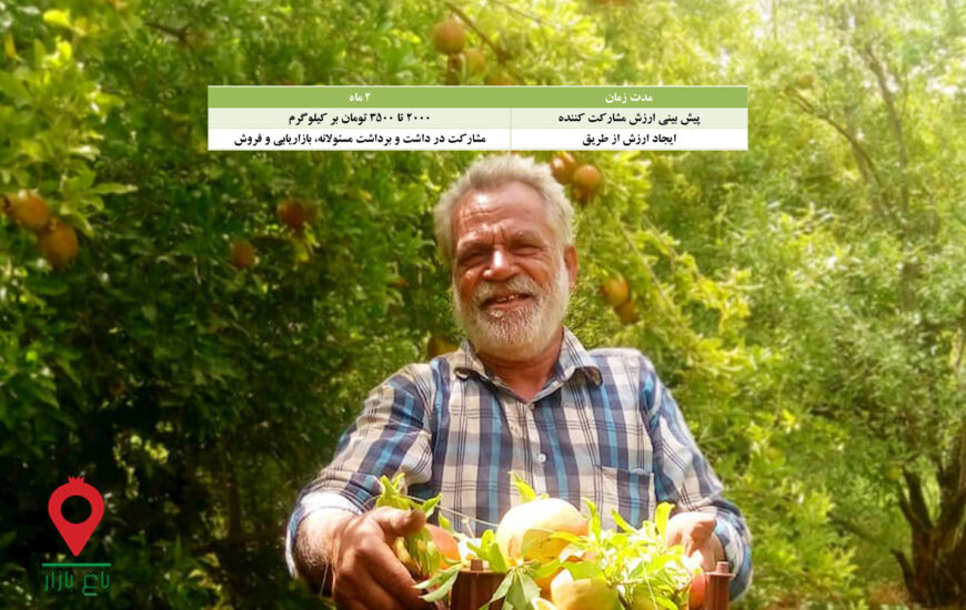 انار شیرین کرمان - مشارکتی