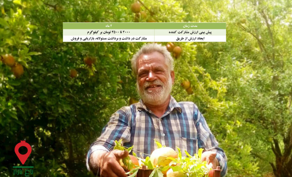 انار شیرین کرمان - مشارکتی