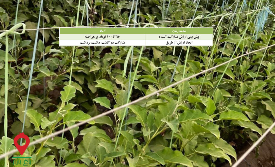 نشا بادمجان گلخانه-مشارکتی