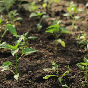 نشا فلفل دلمه گلخانه-مشارکتی