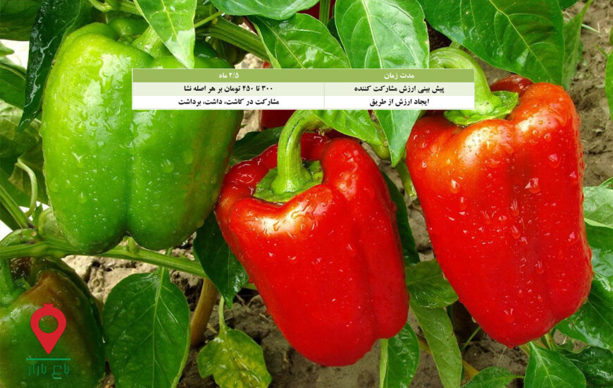 نشا فلفل دلمه گلخانه-مشارکتی