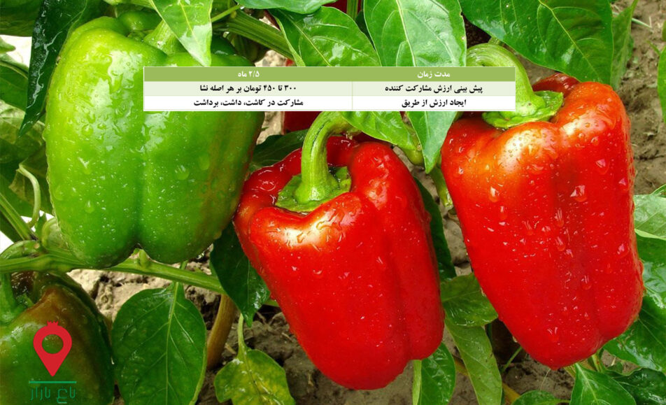 نشا فلفل دلمه گلخانه-مشارکتی