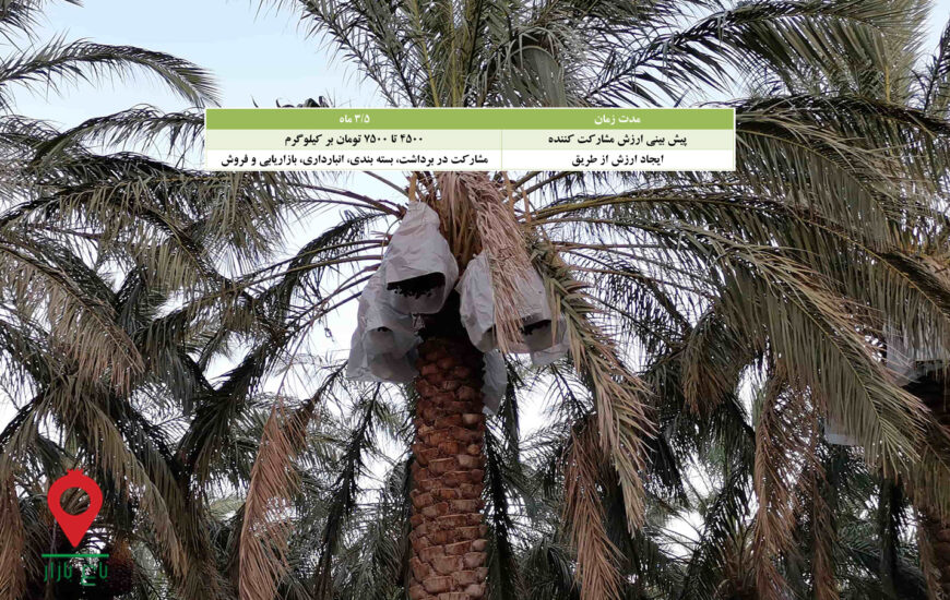 خرما مضافتی بم-مشارکتی