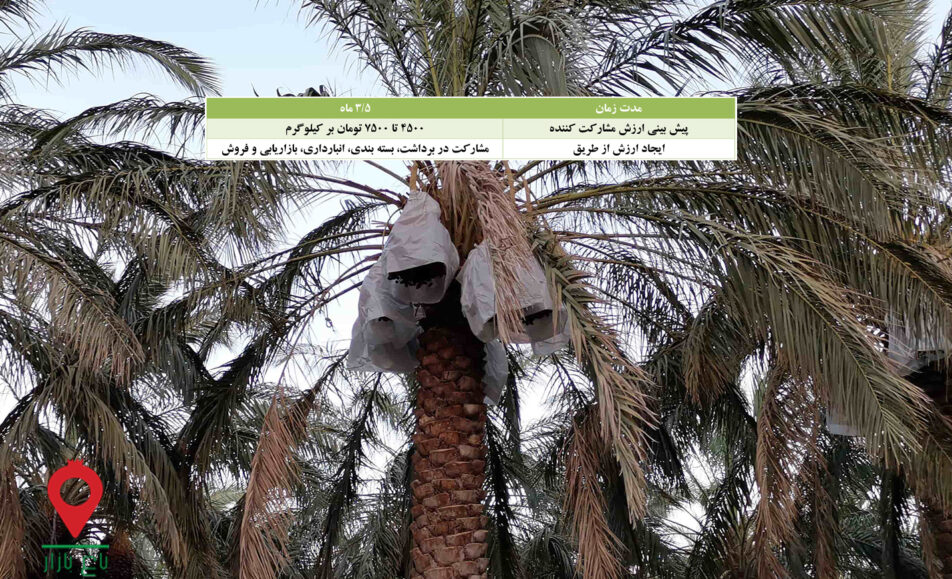 خرما مضافتی بم-مشارکتی