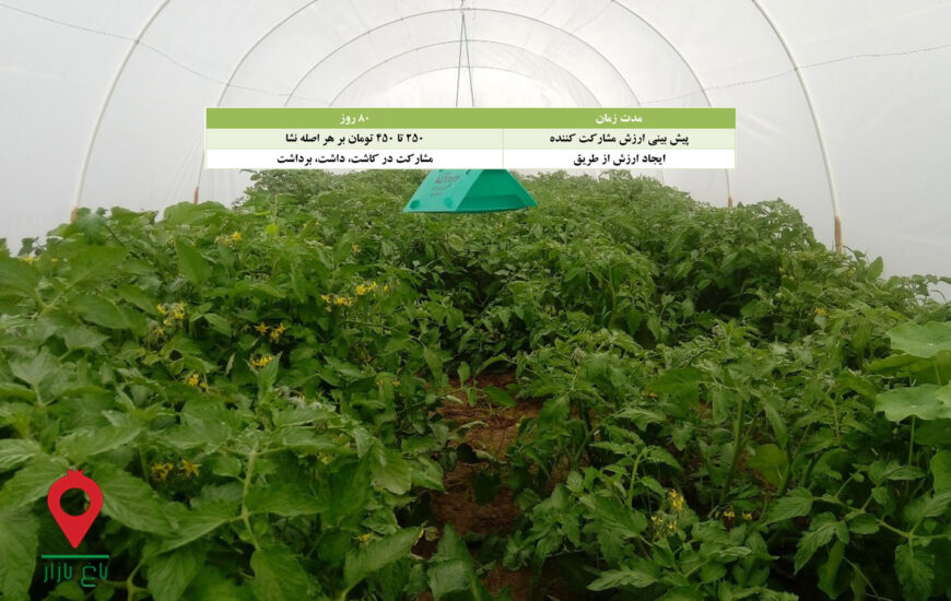 نشا گوجه فرنگی-مشارکتی