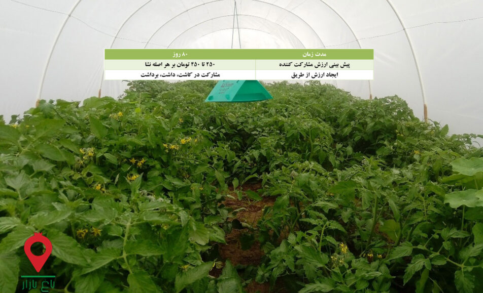 نشا گوجه فرنگی-مشارکتی