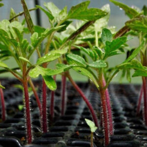 نشا گوجه فرنگی-مشارکتی