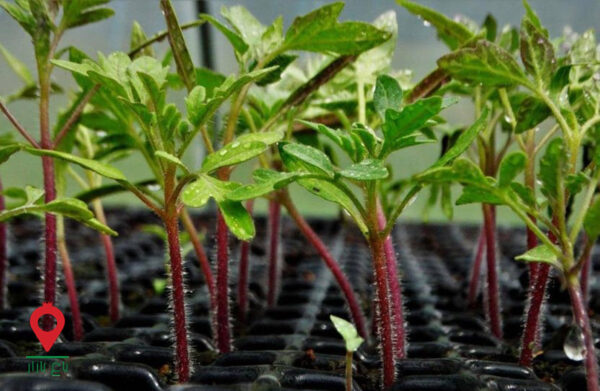 نشا گوجه فرنگی-مشارکتی نشا گوجه فرنگی-مشارکتی