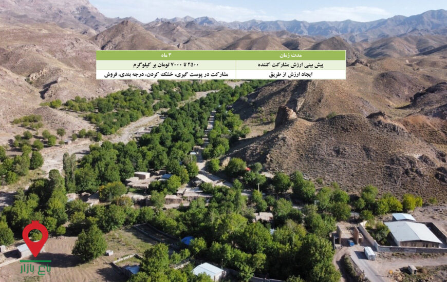 گردو تازه کرمان-مشارکتی