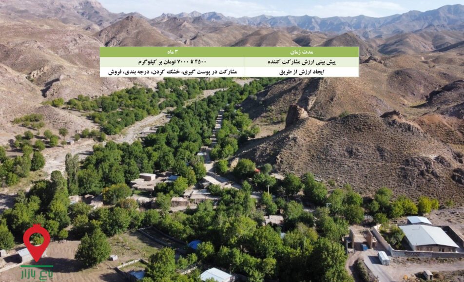 گردو تازه کرمان-مشارکتی