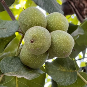 گردو تازه کرمان-مشارکتی