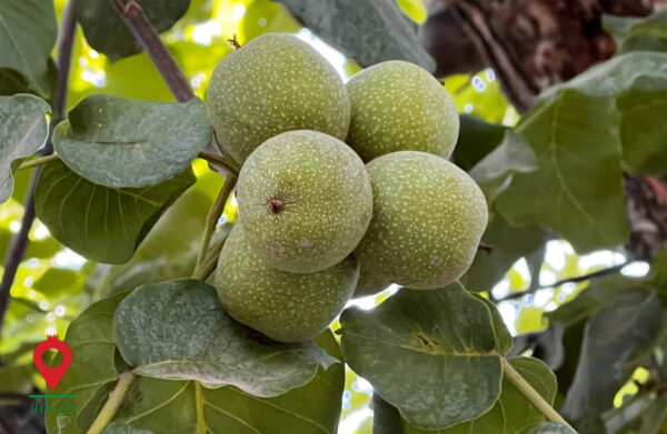 گردو تازه کرمان-مشارکتی