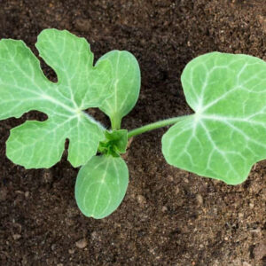 نشا هندوانه جنوب کرمان-مشارکتی