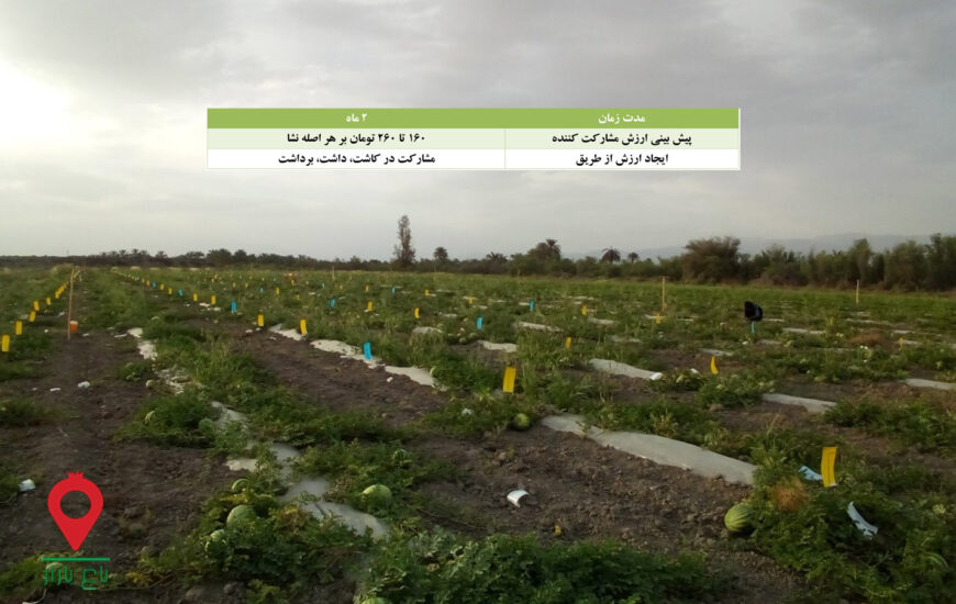 نشا هندوانه جنوب کرمان-مشارکتی