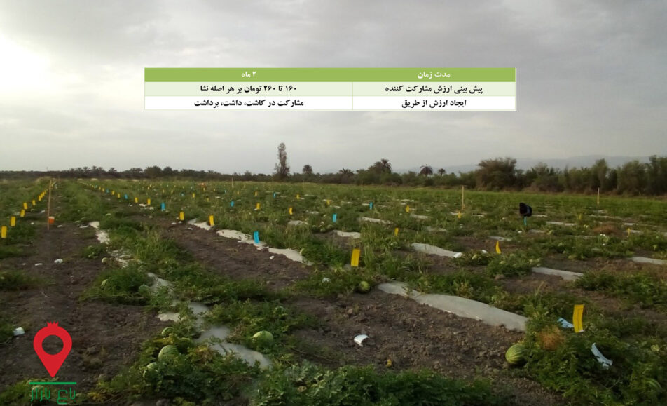 نشا هندوانه جنوب کرمان-مشارکتی