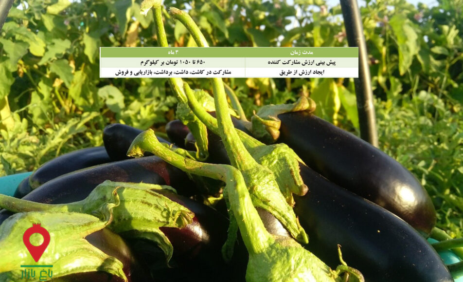 بادمجان-گلخانه-جیرفت