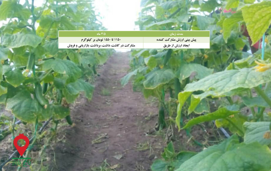 باغ بازار مشارکتی خیار گلخانه 1401