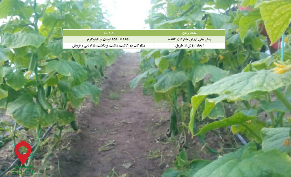 باغ بازار مشارکتی خیار گلخانه 1401