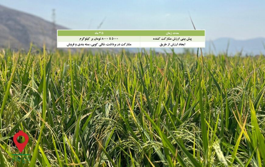 باغ بازار مشارکتی برنج فجر فارس