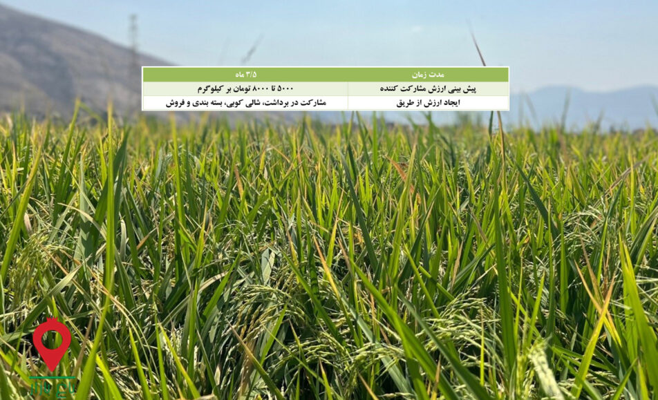 باغ بازار مشارکتی برنج فجر فارس