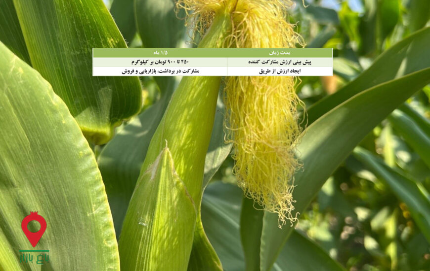 باغ بازار مشارکتی ذرت شیرین نورآباد