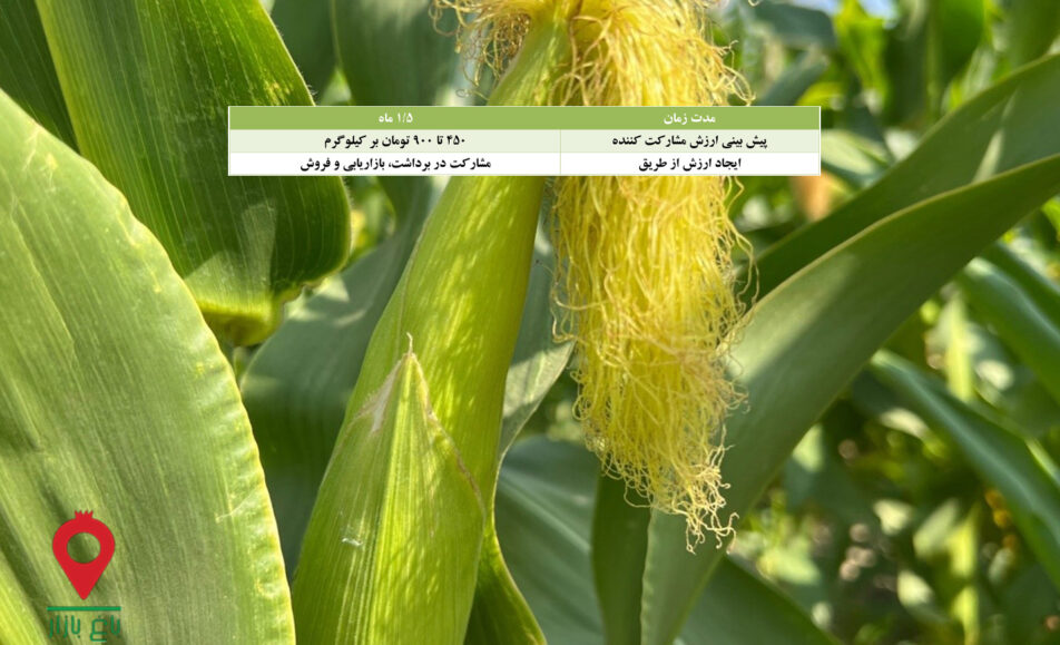 باغ بازار مشارکتی ذرت شیرین نورآباد