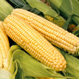 باغ بازار مشارکتی ذرت شیرین نورآباد