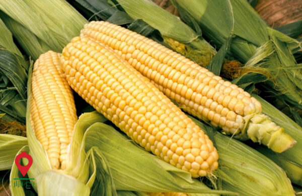 باغ بازار مشارکتی ذرت شیرین نورآباد باغ بازار مشارکتی ذرت شیرین نورآباد