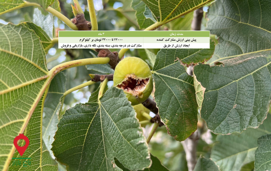 باغ بازار مشارکتی انجیر استهبان 1401