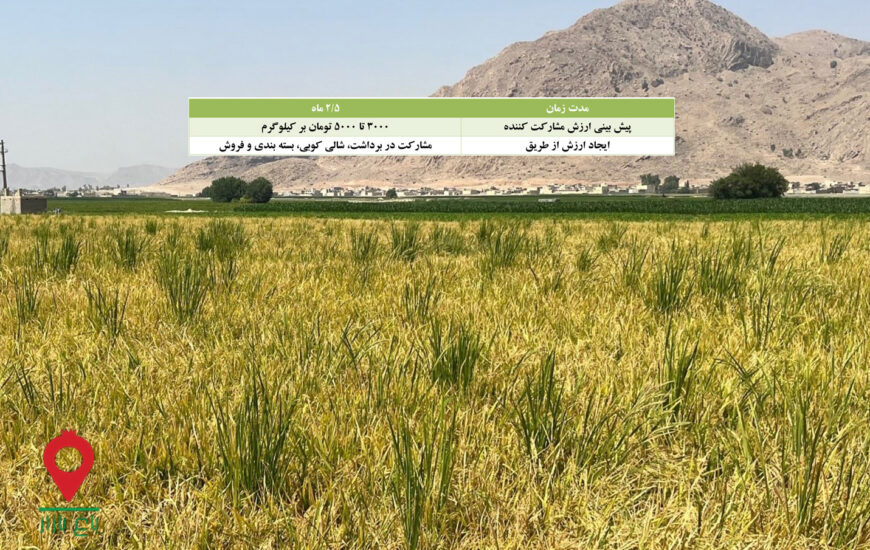 باغ بازار مشارکتی برنج گوهر فارس
