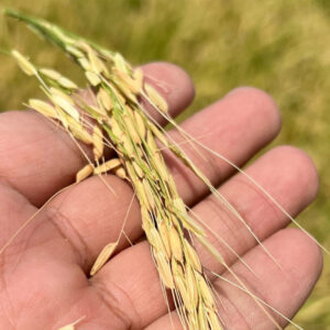 باغ بازار مشارکتی برنج گوهر فارس