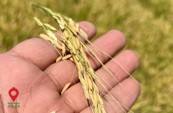 باغ بازار مشارکتی برنج گوهر فارس باغ بازار مشارکتی برنج گوهر فارس