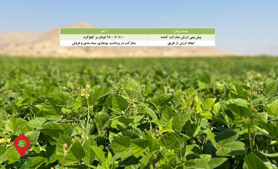 باغ بازار مشارکتی ماش ارتشی