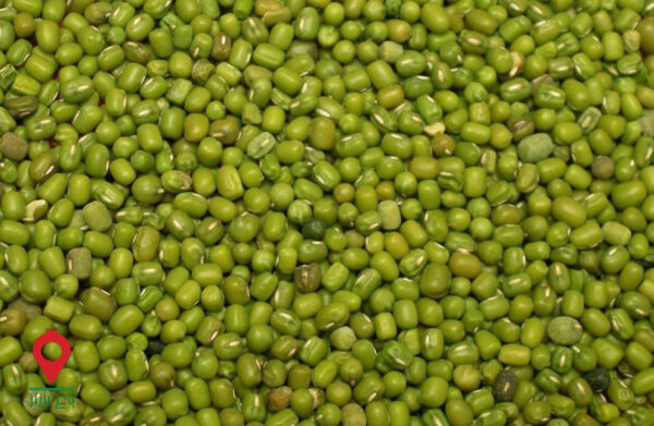 باغ بازار مشارکتی ماش ارتشی باغ بازار مشارکتی ماش ارتشی