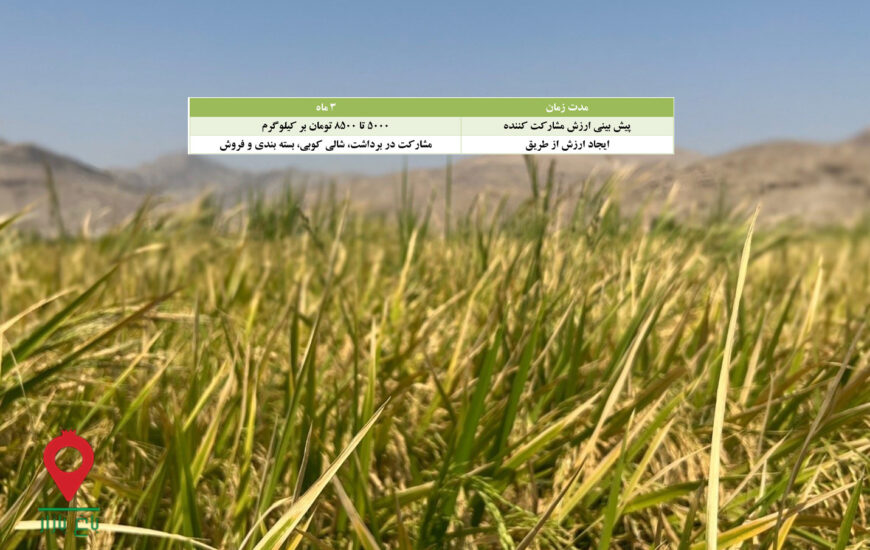 باغ بازار مشارکتی برنج شمیم فارس
